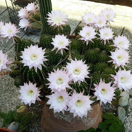 Il Giardino Roccioso Bed and Breakfast Ravenna Buitenkant foto